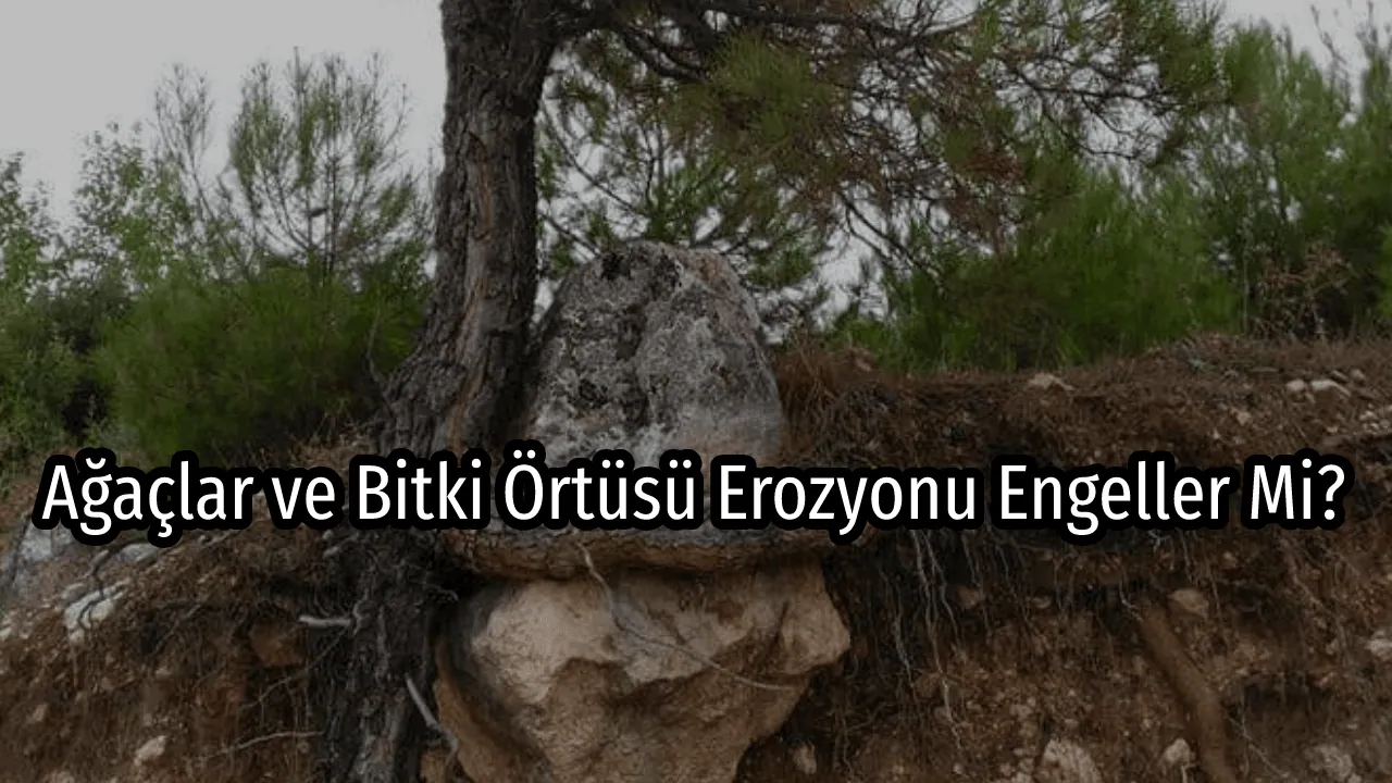 Do Trees and Vegetation Prevent Erosion?